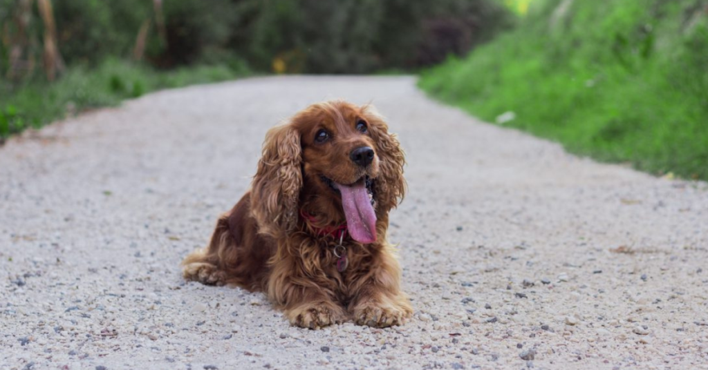 Best Dog Food for Cocker Spaniel Puppies