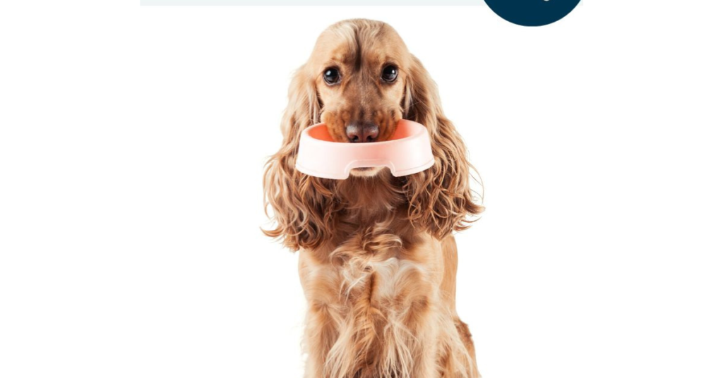 Best Dog Food for Cocker Spaniel Puppies