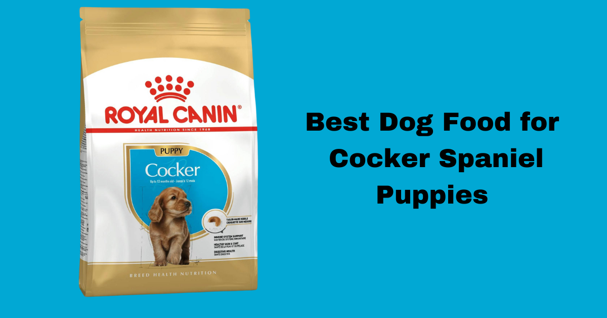 Best Dog Food for Cocker Spaniel Puppies