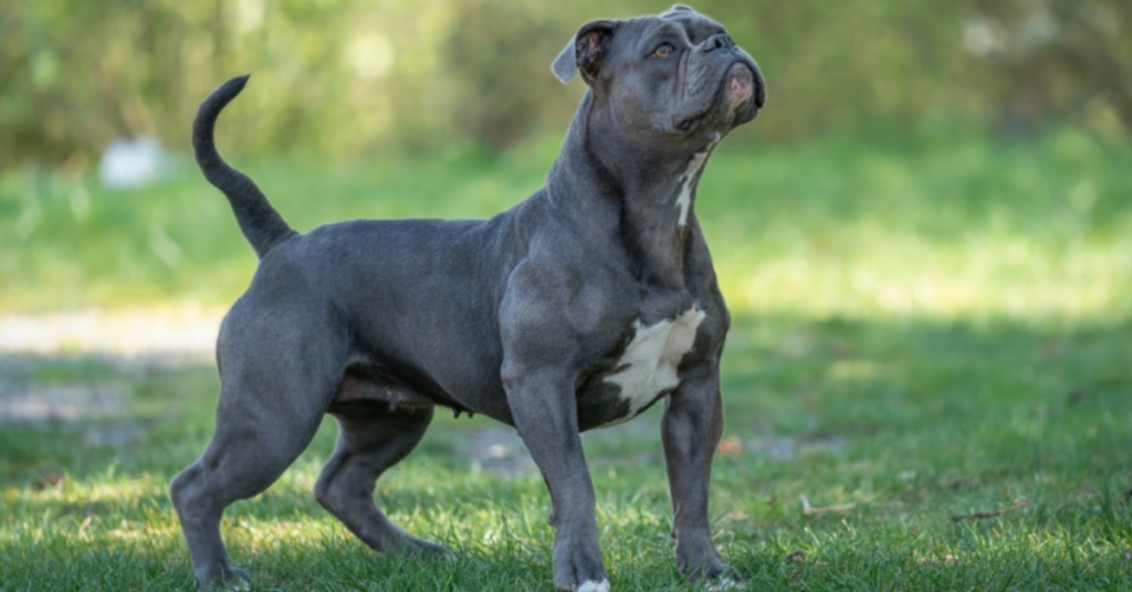 Best-Dog-Food-for-Olde-English-Bulldog