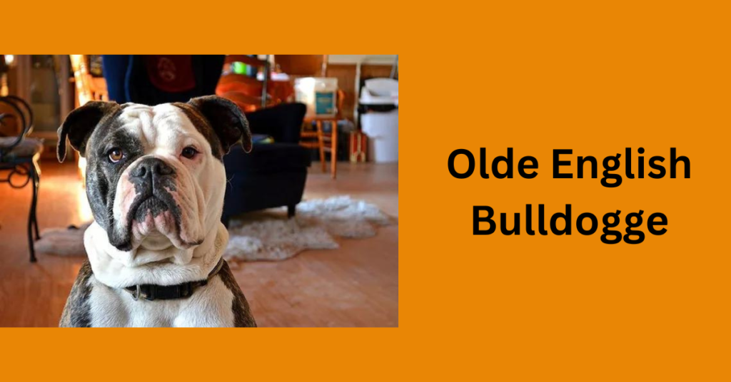 Olde English
Bulldogge